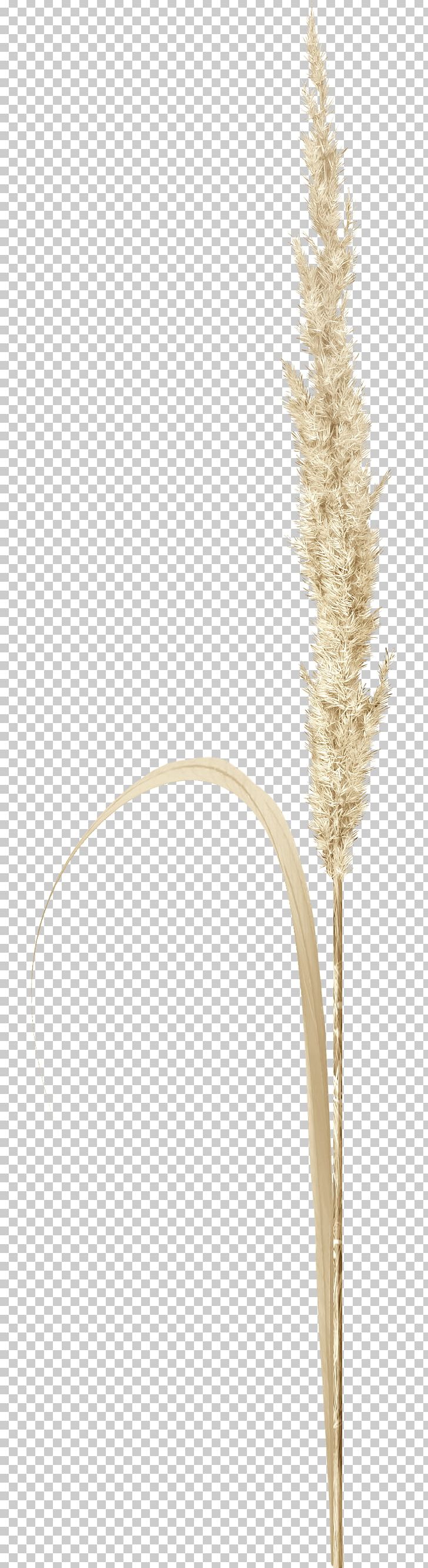 Grasses Twig Plant Stem Commodity Family PNG, Clipart, Artificial Grass, Brown, Brown Background, Brown Rice, Commodity Free PNG Download