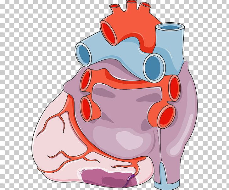 Heart Servier Medical Circulatory System Anatomy Medicine PNG, Clipart, Anatomy, Blood, Cardiovascular Disease, Circulatory System, Gallbladder Free PNG Download