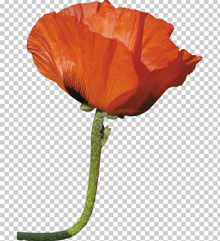 Paper Flower Poppy PNG, Clipart, Christmas Decoration, Color, Coquelicot, Creative Flower, Floral Free PNG Download