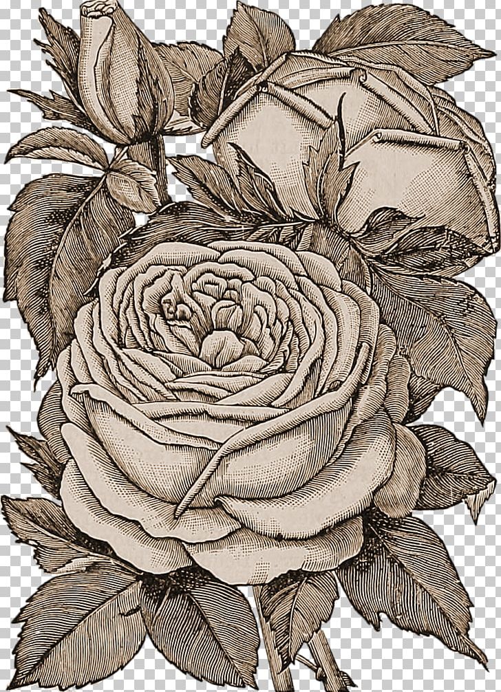 Rose Floral Design Drawing Flower PNG, Clipart, Art, Artwork, Black And White, Cut Flowers, Drawing Free PNG Download