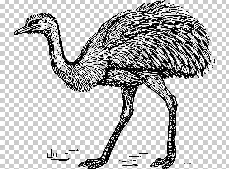 Common Ostrich Emu Computer Icons Drawing PNG, Clipart, Beak, Bird, Black And White, Common Ostrich, Computer Icons Free PNG Download