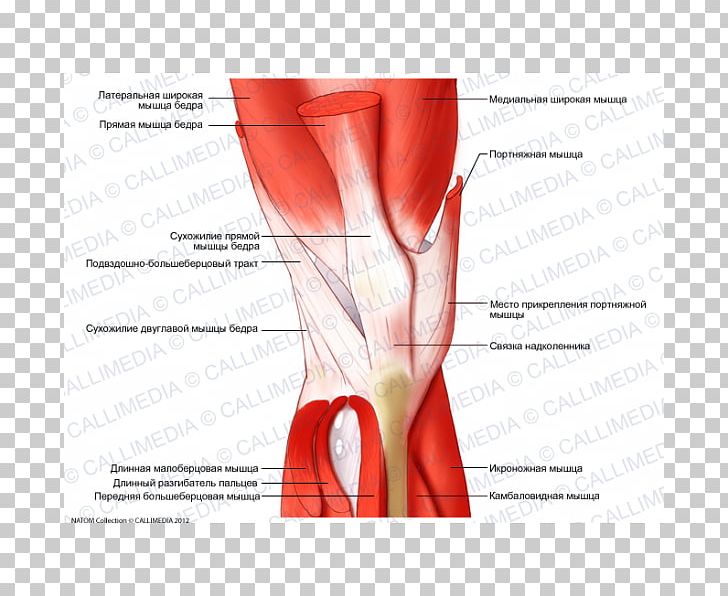 Muscle Tissue Knee Anatomy Muscular System PNG, Clipart, Abdomen, Anatomy, Angle, Arm, Blood Vessel Free PNG Download
