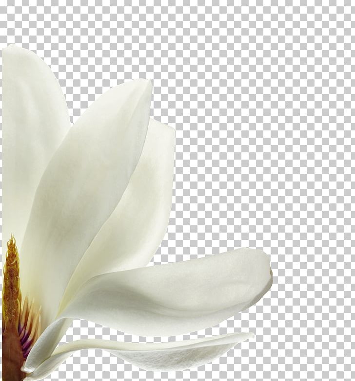 Petal France Capelli Flowering Plant Magnolia PNG, Clipart, Botany, Capelli, Flower, Flowering Plant, France Free PNG Download