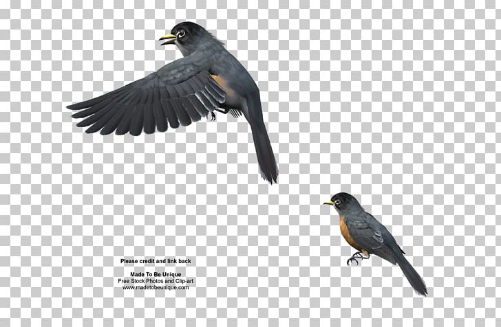 Bird European Robin PNG, Clipart, Acridotheres, Animals, Beak, Bird, Bird Flight Free PNG Download