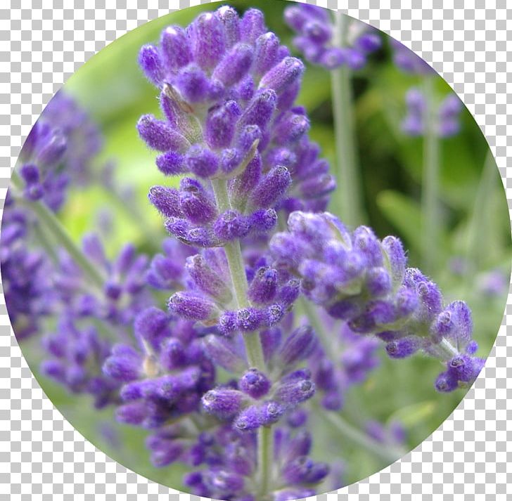 English Lavender Perennial Plant Lavender Oil Lavandula Latifolia PNG, Clipart, Common Sage, English Lavender, English Oak, Flower, Flowering Plant Free PNG Download