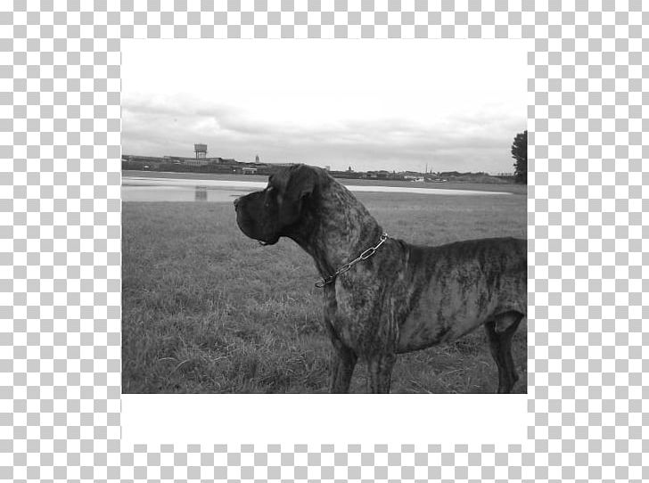 Great Dane Cane Corso Dog Breed Snout Black PNG, Clipart, Black, Black And White, Breed, Cane Corso, Carnivoran Free PNG Download