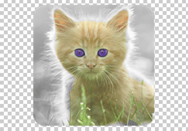 Kitten British Semi-longhair Persian Cat Asian Semi-longhair Ragamuffin Cat PNG, Clipart, Animals, Asian Semi Longhair, Asian Semilonghair, Carnivoran, Cat Free PNG Download