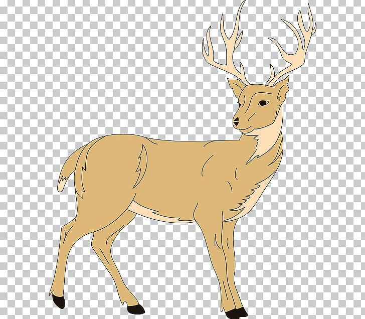 White-tailed Deer Whitetail S: Up Close And Personal PNG, Clipart, Animal Figure, Animals, Antler, Art, Deer Free PNG Download