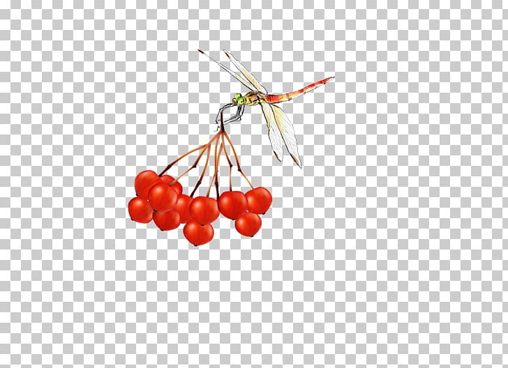 Cherry Fruit PNG, Clipart, Apple Fruit, Branch, Cherry, Cherry Blossom, Cherry Picking Free PNG Download