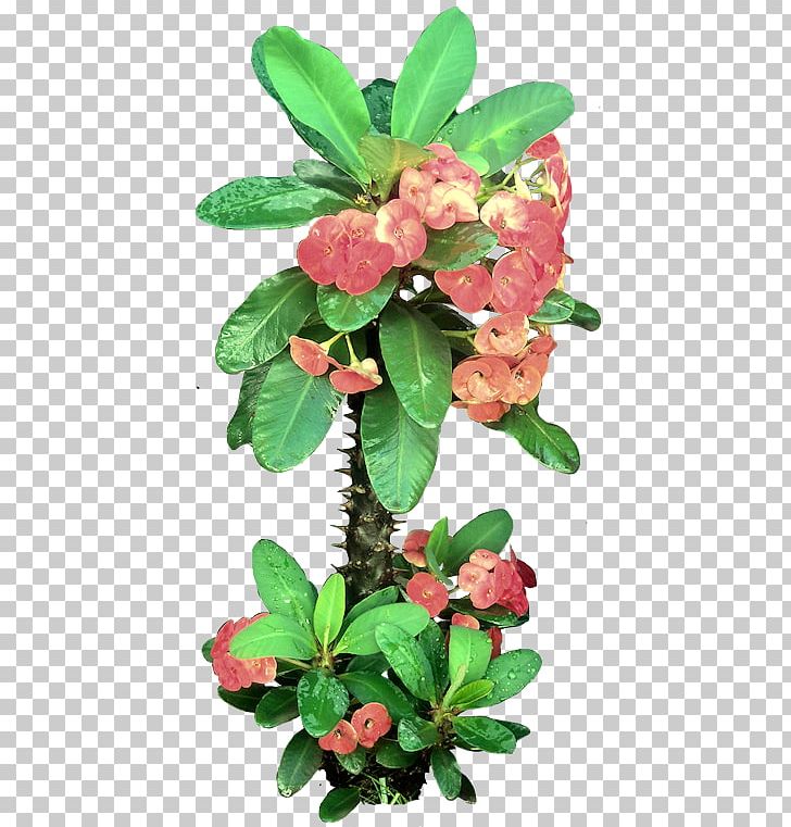 Crown-of-thorns Euphorbia Lactea Leaf Euphorbia Ingens Cushion Spurge PNG, Clipart, Annual Plant, Branch, Crown Of Thorns, Crownofthorns, Euphorbia Free PNG Download