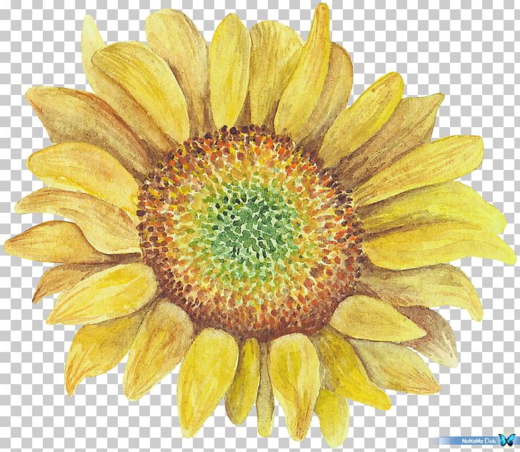 Sunflower Others Sunflower Seed PNG, Clipart, Art Education, Chrysanths, Clip Art, Common Sunflower, Daisy Family Free PNG Download