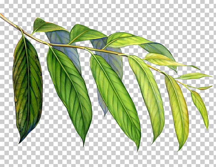 Leaf Art Rainforest Welcome To The Colorful World Of Arp Frique PNG, Clipart, Arp, Arp Frique, Art, Artist, Branch Free PNG Download