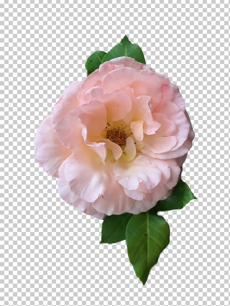 Garden Roses PNG, Clipart, Biology, Cabbage Rose, Cut Flowers, Floribunda, Flower Free PNG Download