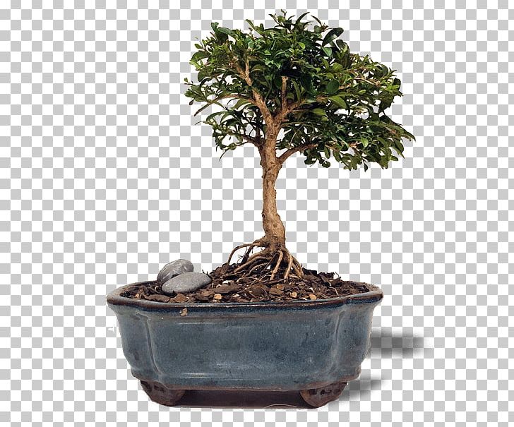 Chinese Sweet Plum Buxus Microphylla Indoor Bonsai Tree PNG, Clipart, Bird, Bonsai, Bonsai Tree, Box, Broom Free PNG Download