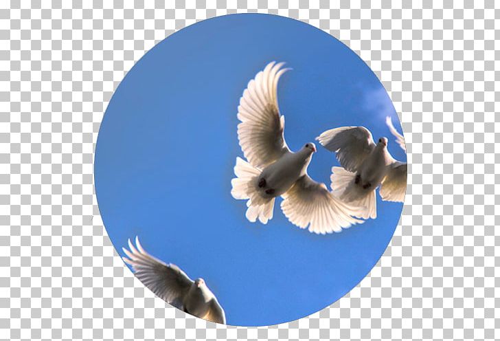 Columbidae The White Doe Release Dove Bird Wedding PNG, Clipart, Animals, Anniversary, Beak, Bird, Columbidae Free PNG Download