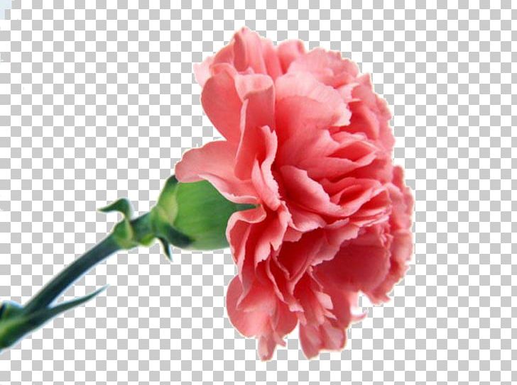 Carnation Flower Bouquet Pink Flowers PNG, Clipart, Blue, Camellia, Carnation, China Rose, Cut Flowers Free PNG Download