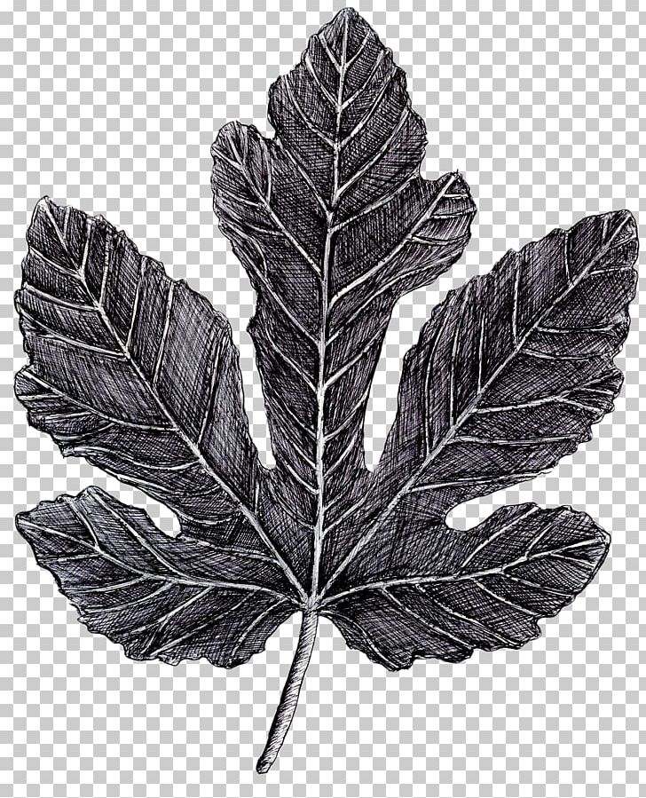 Leaf Tree Of Life Birch PNG, Clipart, Beech, Birch, Black, Black And White, British Empire Free PNG Download