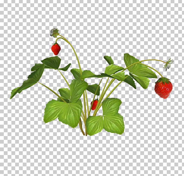Strawberry PNG, Clipart, Berry, Branch, Cherry, Desktop Wallpaper, Digital Image Free PNG Download