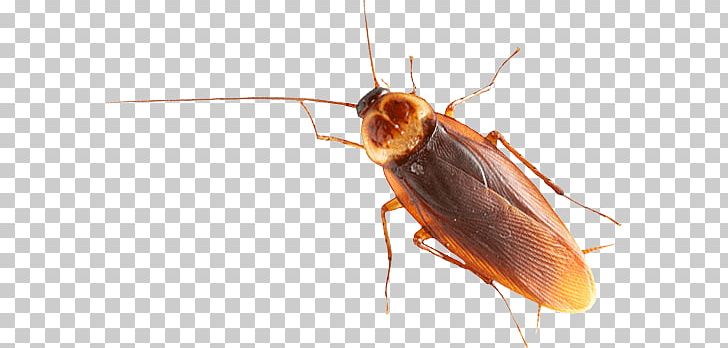 Brown Cockroach PNG, Clipart, Animals, Cockroaches, Insects Free PNG Download