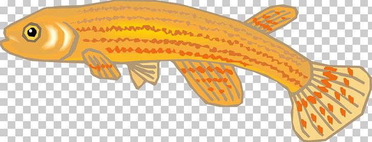 Fish Biology Drawing PNG, Clipart, Adobe Illustrator, Animals, Biology, Cartoon, Cartoon Fish Free PNG Download