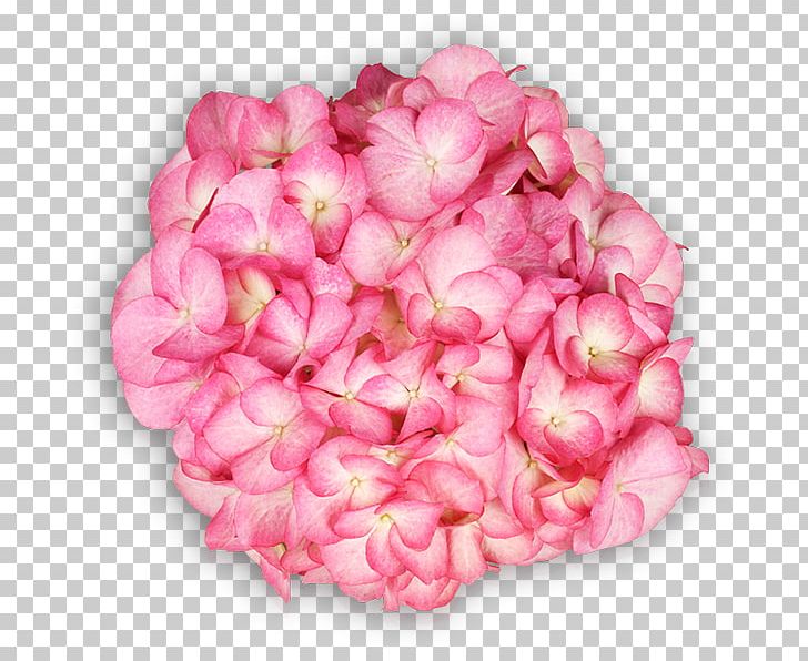 French Hydrangea Pink Garden Ornamental Plant Saxon PNG, Clipart, Begonia, Cornales, Cut Flowers, Flower, Flowering Plant Free PNG Download