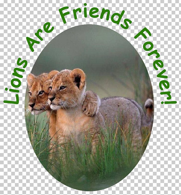 Lion Animal Cat Überleben: Wenn Tiere Heranwachsen Wildlife PNG, Clipart, Animal, Animals, Big Cat, Big Cats, Carnivoran Free PNG Download