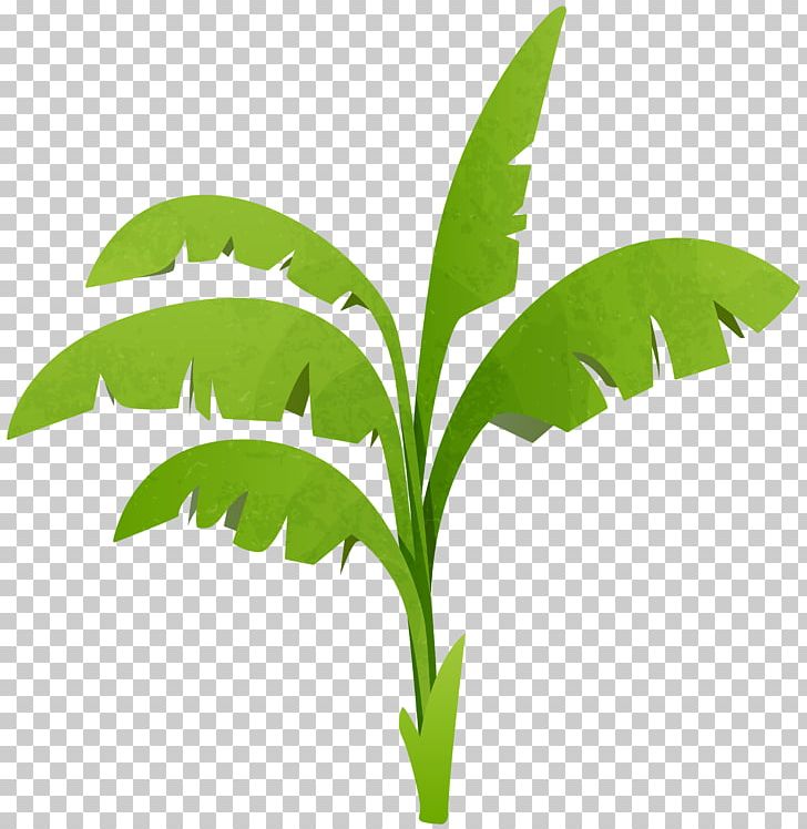 Plant Tree PNG, Clipart, Arecaceae, Botanical Illustration, Computer Icons, Diagram, Drawing Free PNG Download