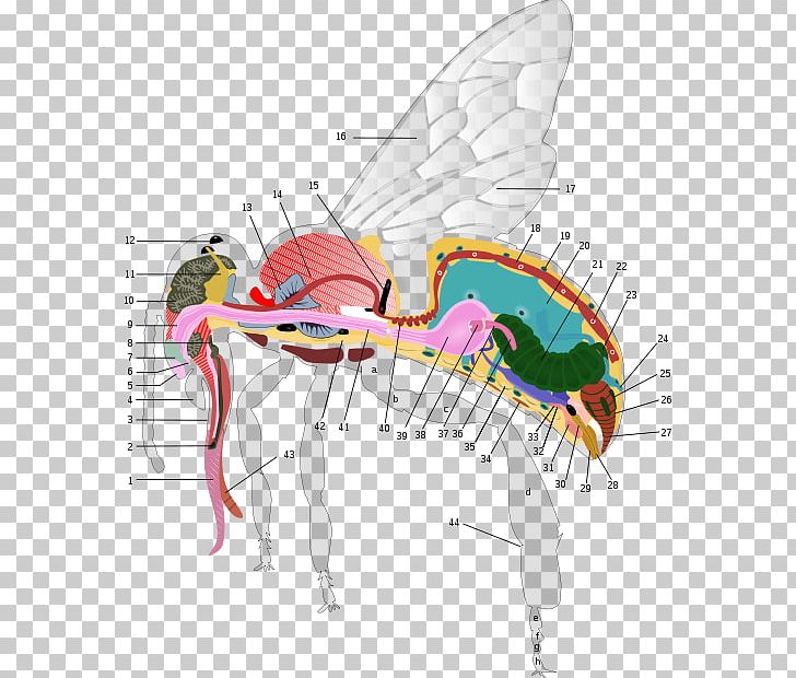 Western Honey Bee Anatomy Worker Bee Human Body PNG, Clipart, Anatomy, Angle, Apoidea, Beak, Bee Free PNG Download