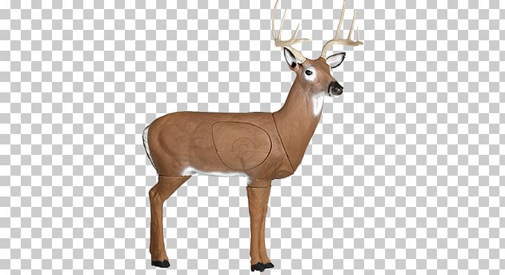 White-tailed Deer Hunting Target Archery PNG, Clipart, Animals, Antler, Archery, Arrow, Biggame Hunting Free PNG Download