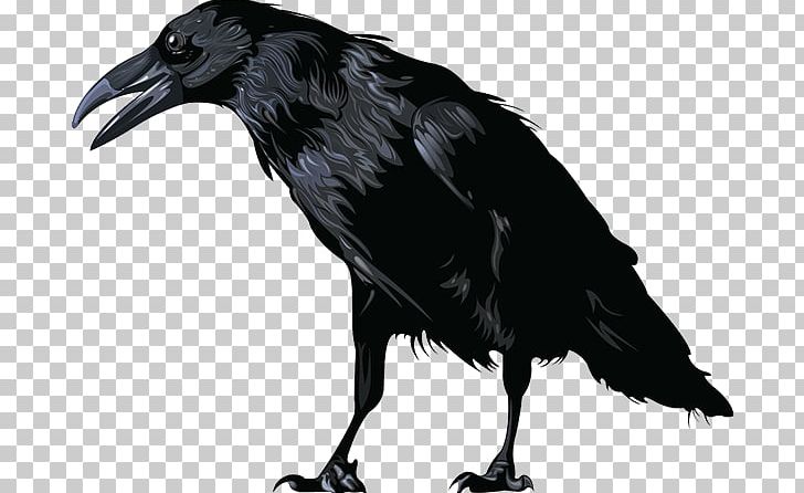 American Crow Rook New Caledonian Crow Hooded Crow Common Raven PNG, Clipart, American Crow, Beak, Bird, Black And White, Carrion Crow Free PNG Download
