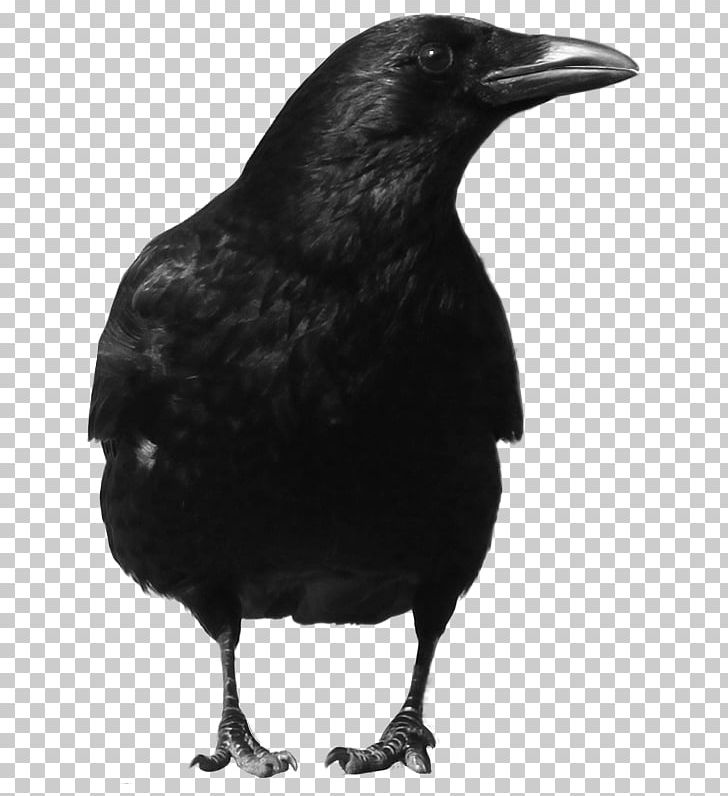 Common Raven PNG, Clipart, American Crow, Animals, Beak, Bird, Black And White Free PNG Download