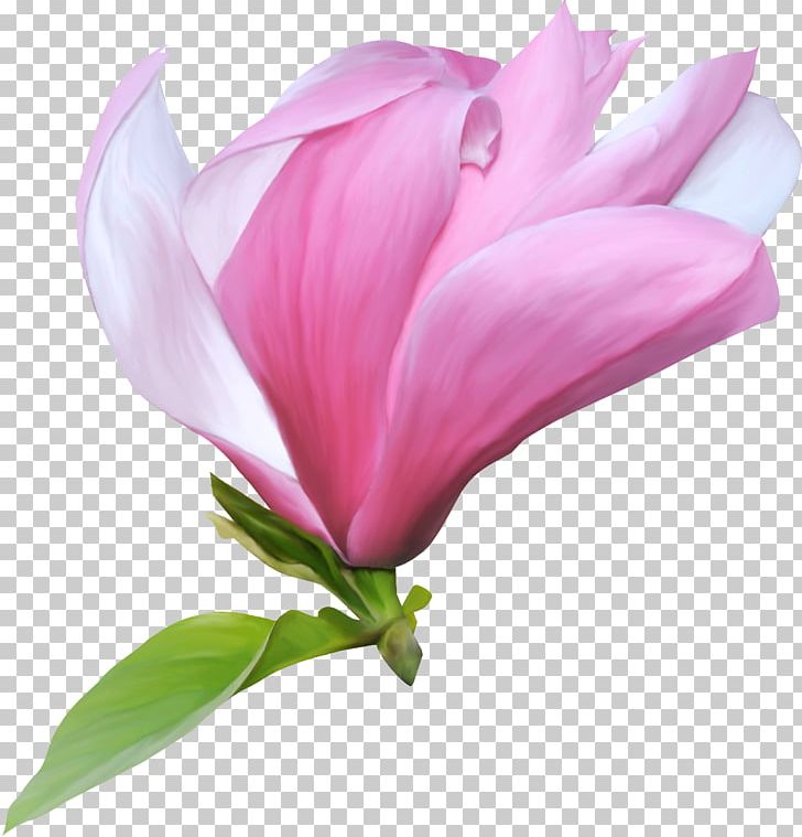 Flower PNG, Clipart, Cut Flowers, Digital Image, Download, Flower, Flowering Plant Free PNG Download