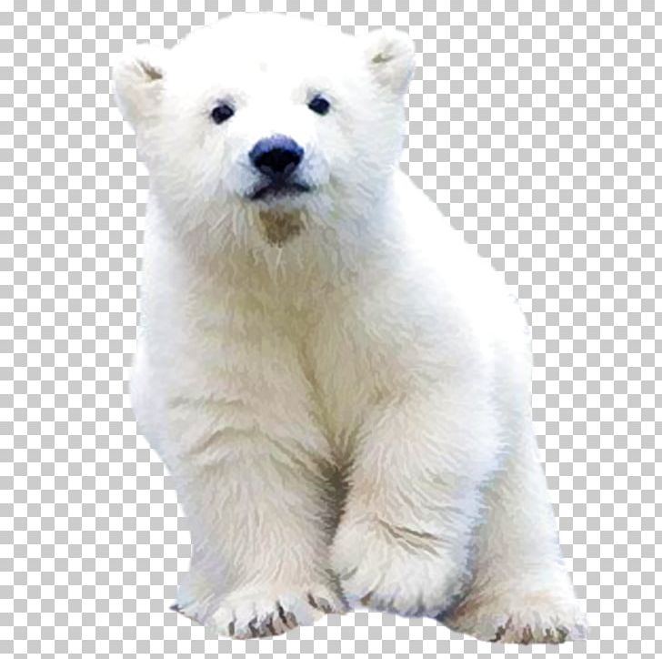 Polar Bear Brown Bear Animal PNG, Clipart, Animal, Animals, Bear, Bears, Brown Bear Free PNG Download