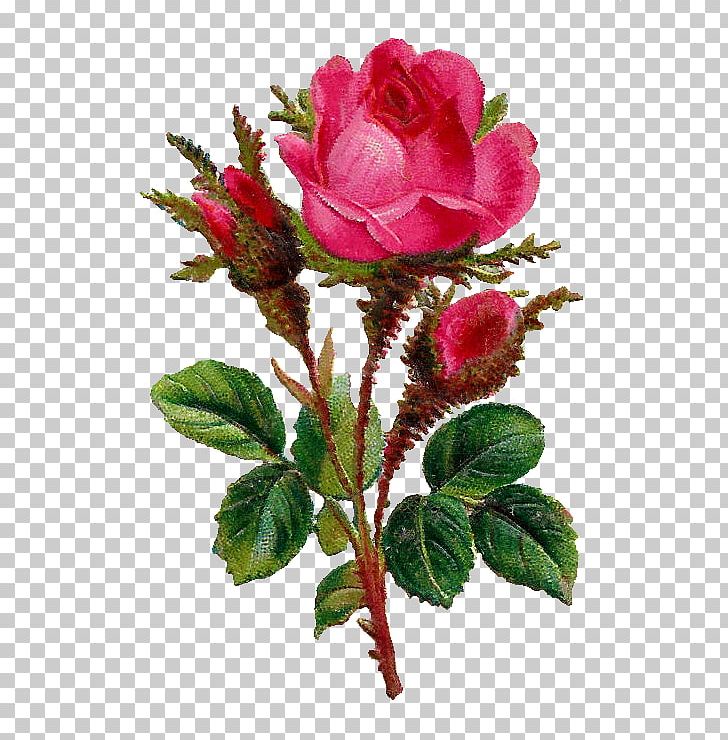 Rose Flower PNG, Clipart, China Rose, Cut Flowers, Digital Art, Digital Image, Drawing Free PNG Download