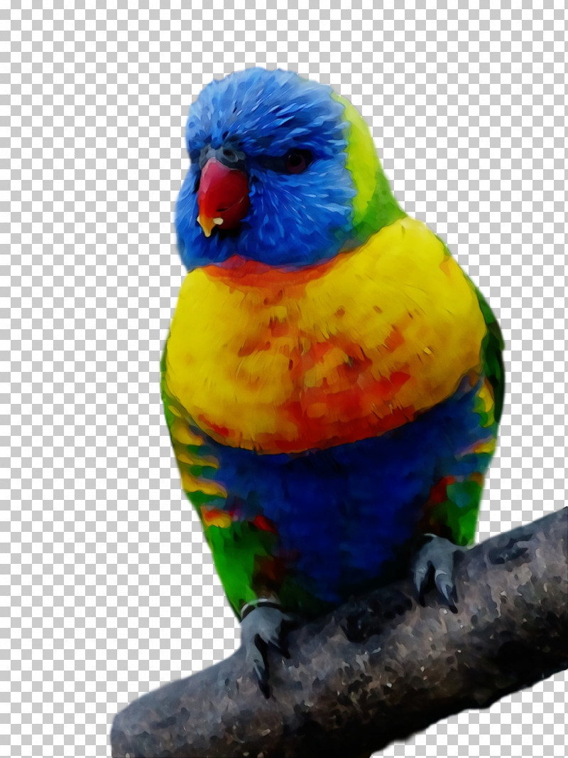 Lovebird PNG, Clipart, Beak, Bird, Budgie, Feather, Lorikeet Free PNG Download