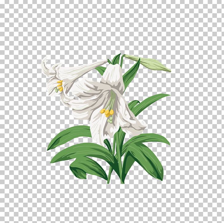 Lilium Graphic Design PNG, Clipart, Designer, Flora, Flower, Flowering Plant, Flowers Free PNG Download