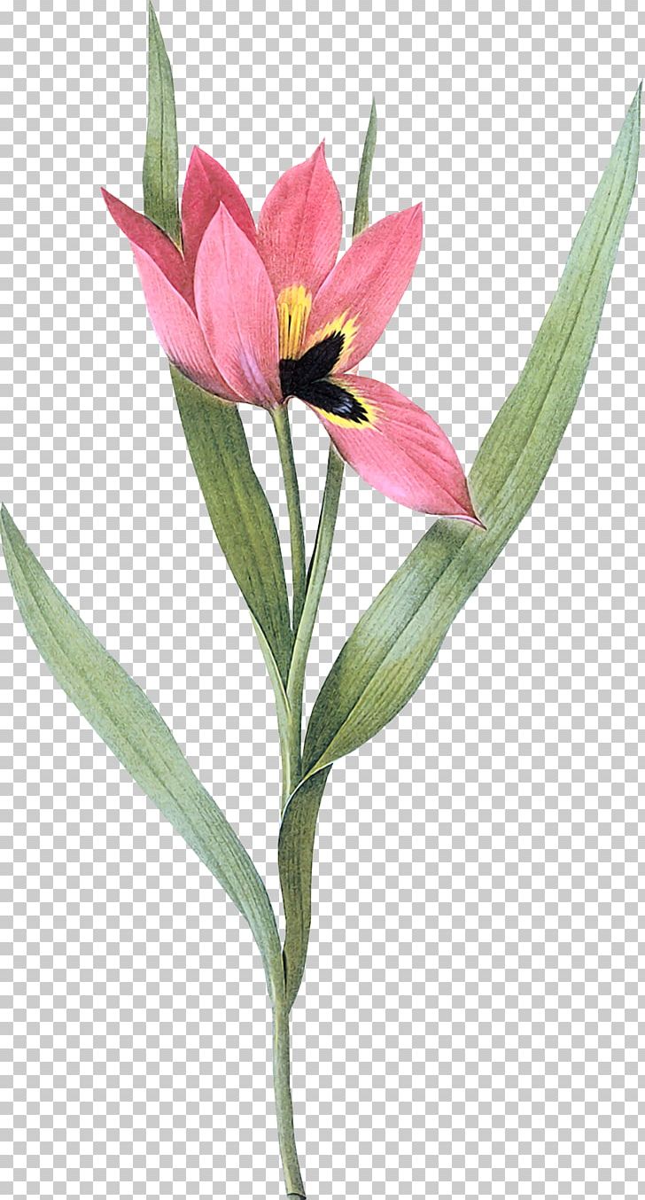 Tulip Art Painting China Rose PNG, Clipart, Art, Artist, Botanical Art, China Rose, Flower Free PNG Download