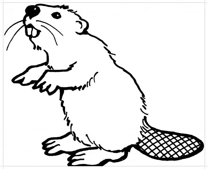 North American Beaver Coloring Book Felidae Rodent Castoroides PNG, Clipart, Adult, Animal, Animals, Art, Beak Free PNG Download