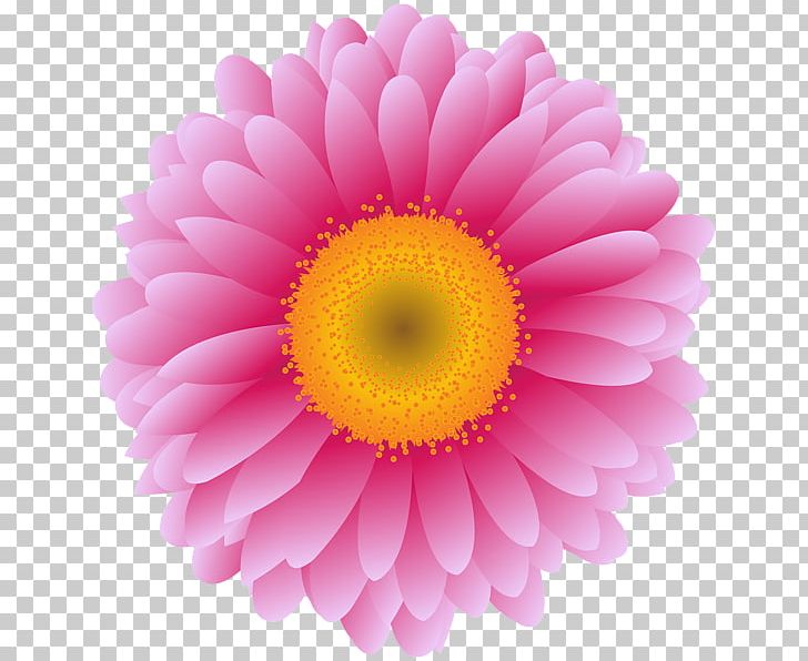 Transvaal Daisy Stock Photography Graphics Flower PNG, Clipart, Chrysanthemum, Chrysanths, Closeup, Dahlia, Daisy Free PNG Download