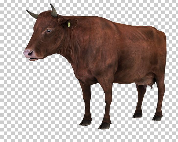 Calf Red Angus Ox Dairy Cattle Angus Cattle PNG, Clipart, Angus Cattle, Animal, Animals, Bull, Calf Free PNG Download
