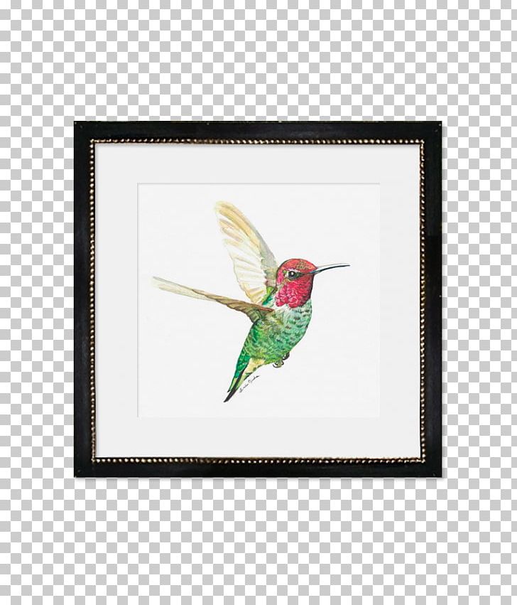 Fauna Frames Hummingbird M Beak Feather PNG, Clipart, Animals, Beak, Bird, Cami, Fauna Free PNG Download