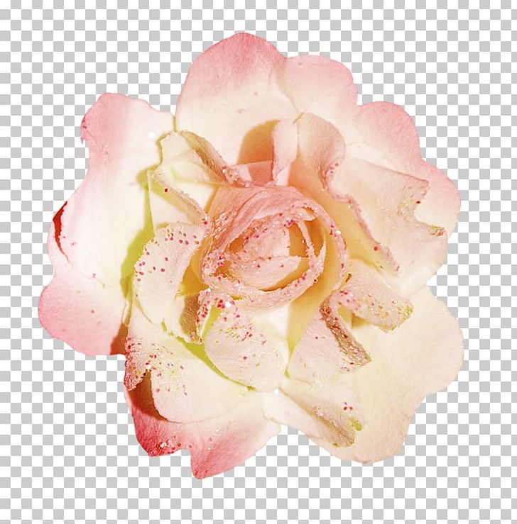 Garden Roses Cabbage Rose Floribunda Cut Flowers Petal PNG, Clipart, Cabbage Rose, Cut Flowers, Floribunda, Flower, Flowering Plant Free PNG Download