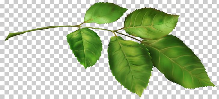 Leaf Plant Stem Flower April PNG, Clipart, April, Branch, February, Flower, Foliage Free PNG Download