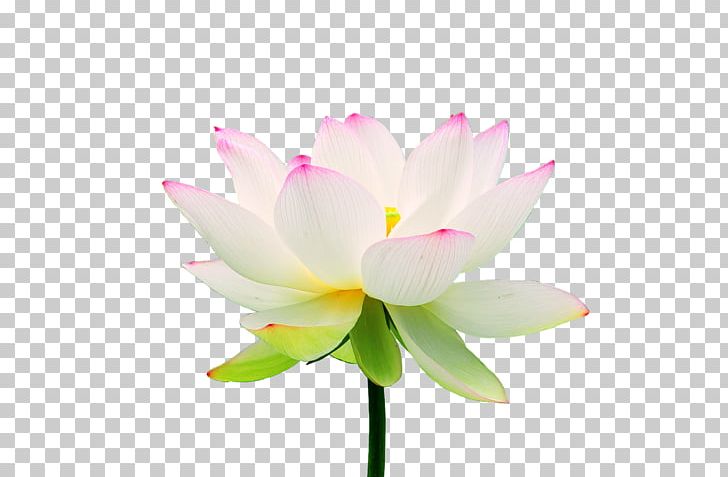 Nelumbo Nucifera PNG, Clipart, Aquatic Plant, Blossom, Chinese, Chinese Style, Computer Wallpaper Free PNG Download
