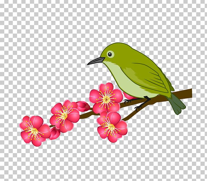 Plum Blossom 寒中見舞い New Year Card Illustration UMENOHANA CO. PNG, Clipart, Beak, Bird, Branch, Feather, Flower Free PNG Download