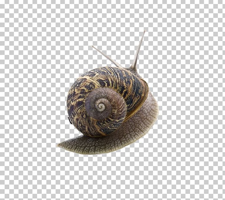 Snail Orthogastropoda Caracol PNG, Clipart, Animal, Animals, Caracol, Conchology, Desmotivacixf3n Free PNG Download