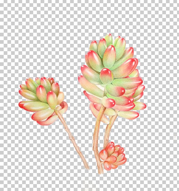 Succulent Plant Watercolor Painting PNG, Clipart, Cut Flowers, Download, Drawing, Encapsulated Postscript, Flower Free PNG Download