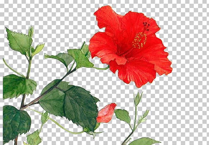 Architecture PNG, Clipart, Annual Plant, Antiquity, China Rose, Chinese, Chinese Hibiscus Free PNG Download