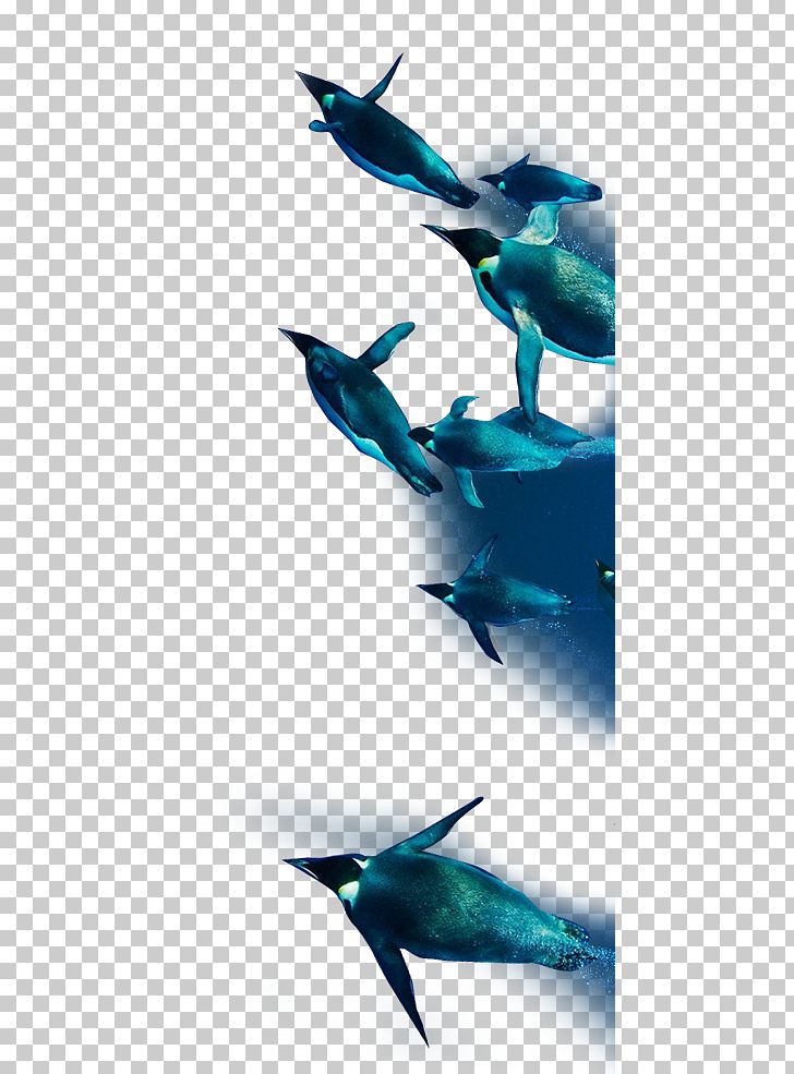 Dolphin Penguin Animal Razorbills PNG, Clipart, Animals, Army, Army Of Penguins, Cartoon Penguin, Cetacea Free PNG Download
