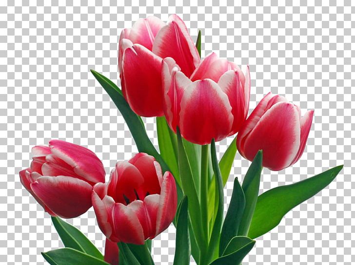Keukenhof Indira Gandhi Memorial Tulip Garden Flower PNG, Clipart, Cut Flowers, Desktop Wallpaper, Floral Emblem, Floristry, Flower Free PNG Download
